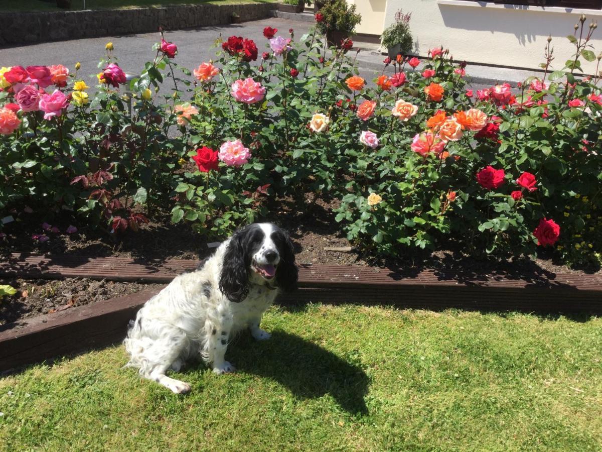 Weir View Bed And Breakfast Durrow Bagian luar foto